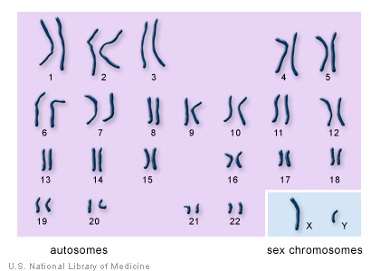 chromosomes..autosomes