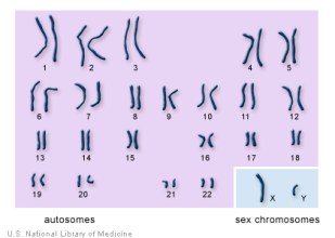 chromosomes..autosomes