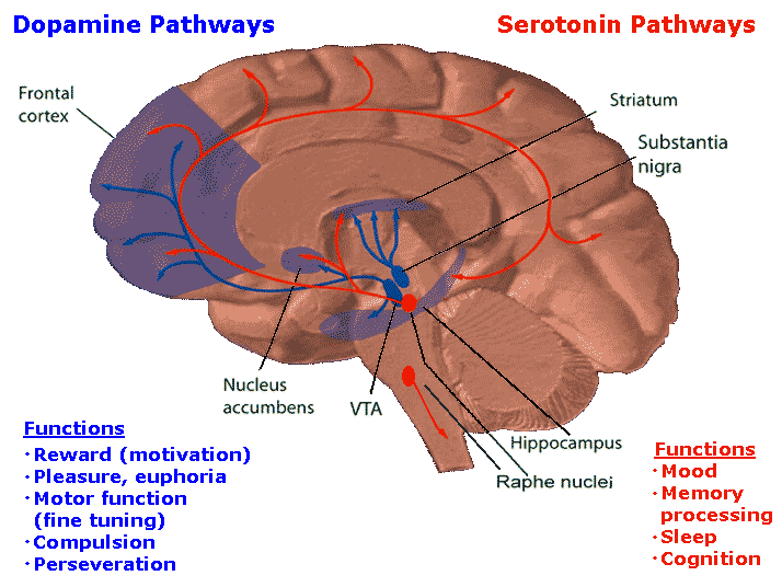 dopamine circuits